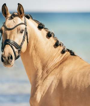 hastar/1683273870_photo-2023-05-02-17-18-01-2