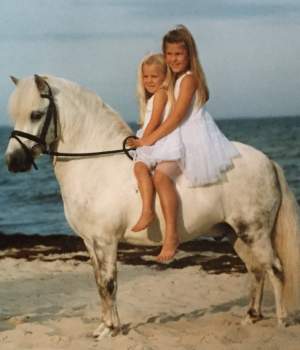 hastar/champis-2-