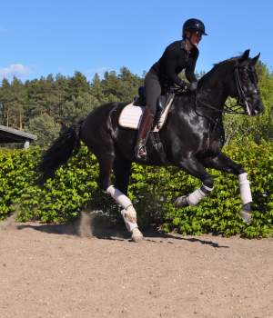 hastar/dsc-0310