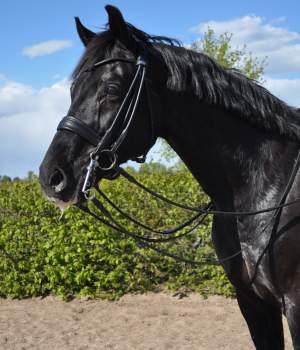 hastar/dsc-0329