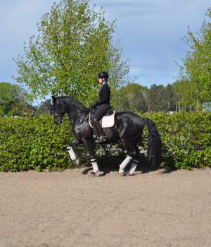 hastar/dsc-1024
